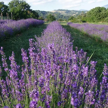 Agriturismo Belmonte Valfabbrica